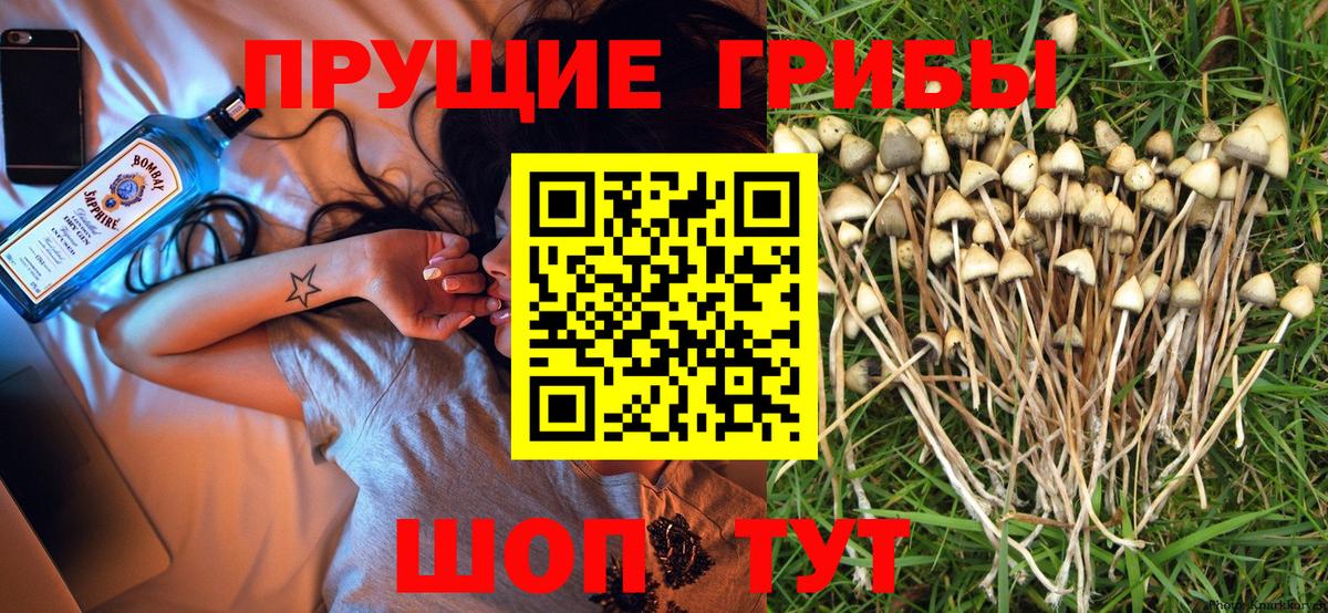 Галлюциногенные грибы Psilocybe Лабытнанги